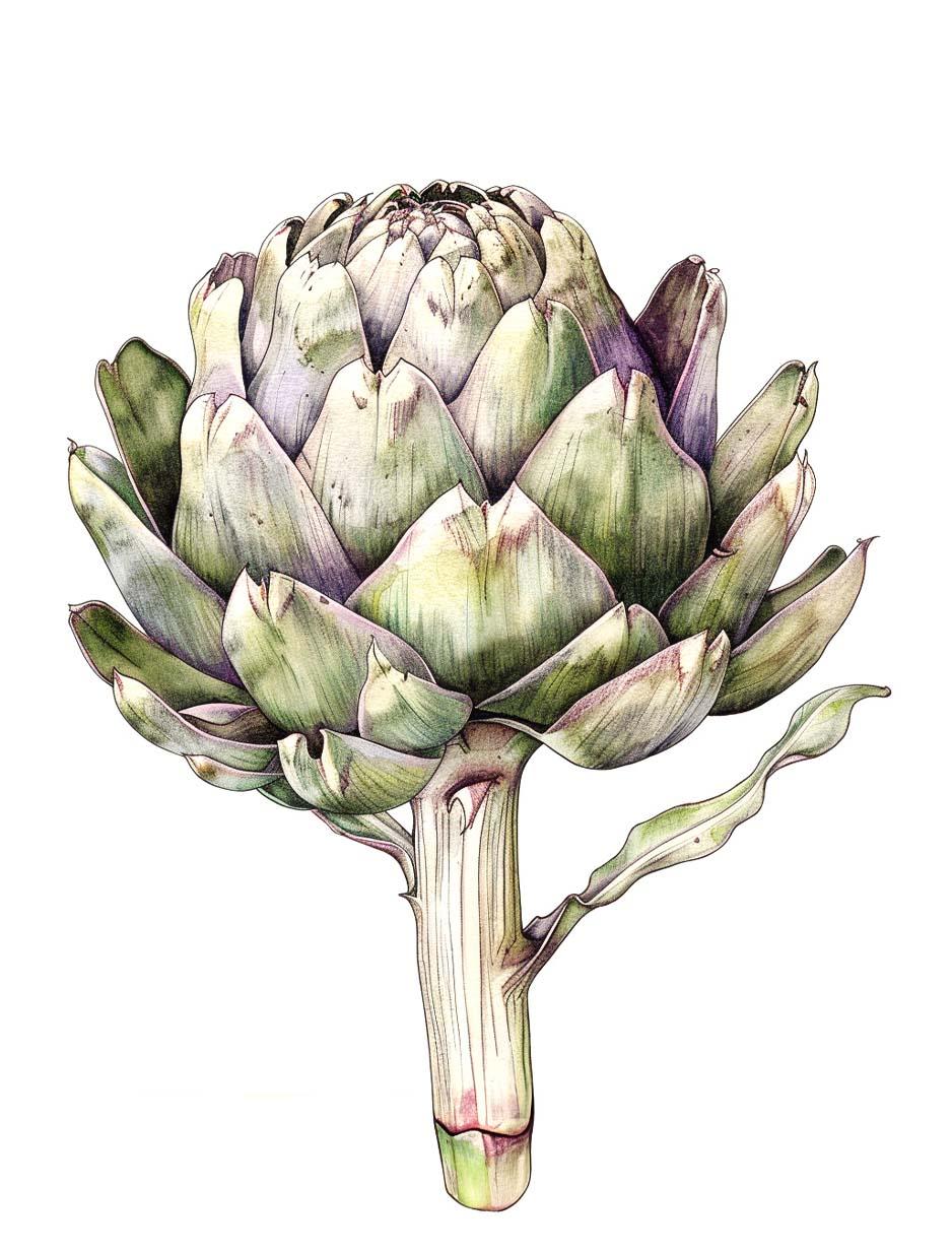 Illustration of an artichoke