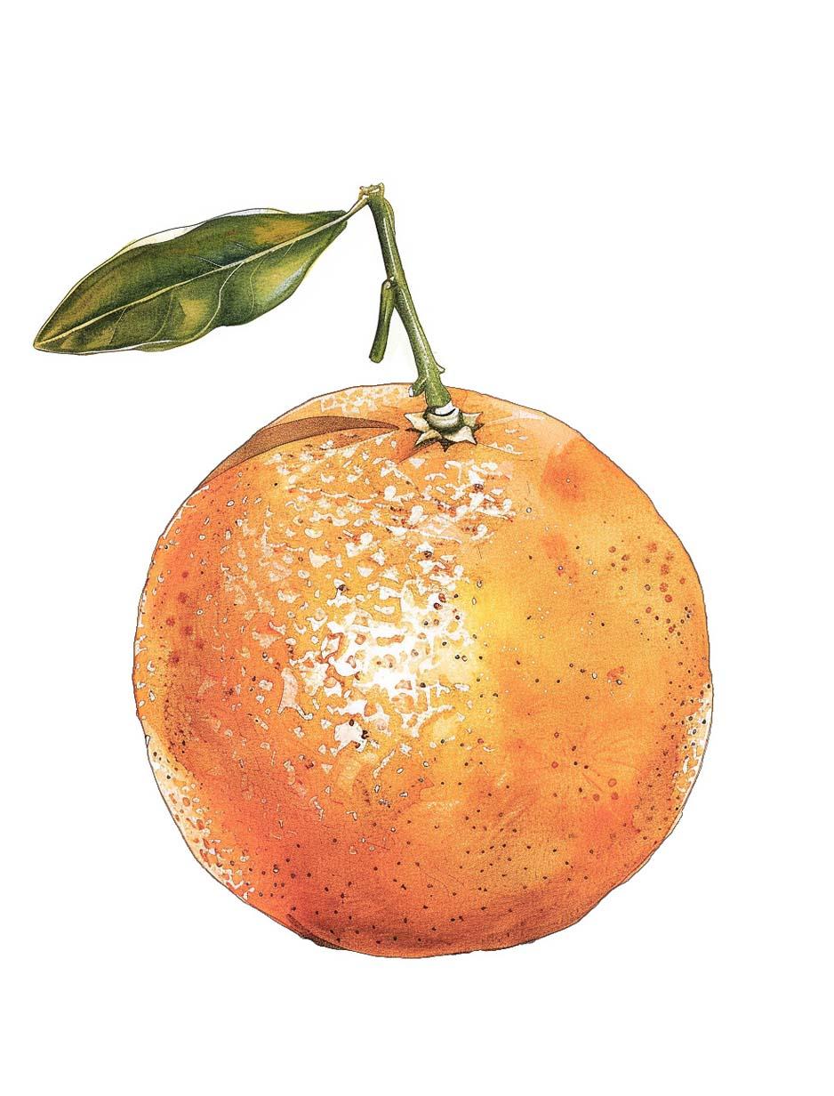 Ilustración de una naranja